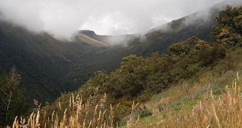 Bosque-nativo-con-el-Ruco-al-fondo