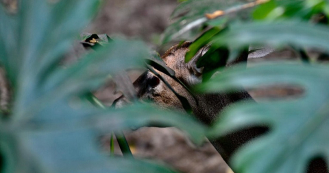 El venado de cola blanca es una de las especies de mamíferos de Cerro Blanco.