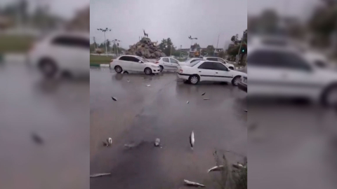 Peces caen del cielo en un calle de Irán.