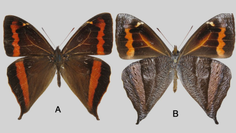 Fotografía de la nueva especie de mariposa de Ecuador, 21 de mayo de 2024.