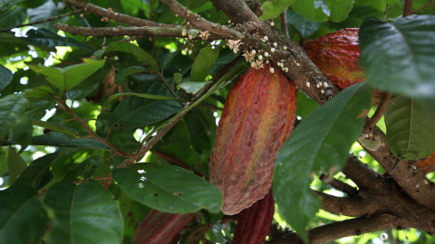 Imagen referencial de una plantación de cacao.