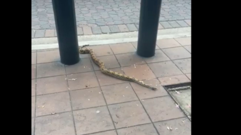 Vista frontal de la boa constrictor encontrada en el centro de Guayaquil, el 27 de mayo de 2024.