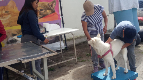 Una brigada de la Unidad de Bienestar Animal atiende a una mascota en Quito en mayo de 2024.