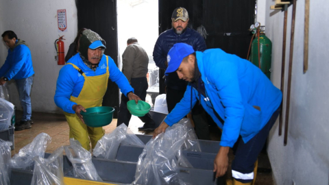 Personas trabajando con pescados, 6 de junio de 2024.