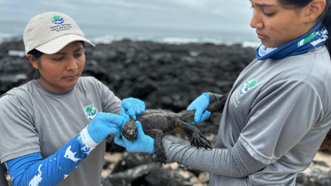 Brigadistas realizan censo de iguanas en Galápagos en junio 2024.