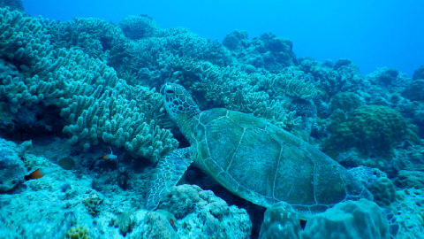 Una tortuga marina que habita en Galápagos, Ecuador.