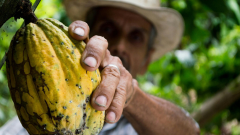 Imagen referencial del cacao siendo cosechado.