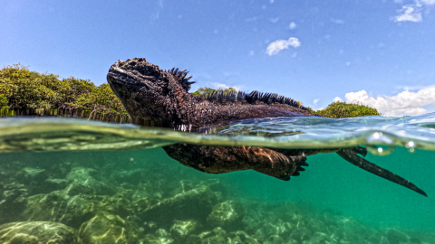 Una iguana marina en Tortuga Bay en la Isla Santa Cruz, 11 de marzo de 2024.