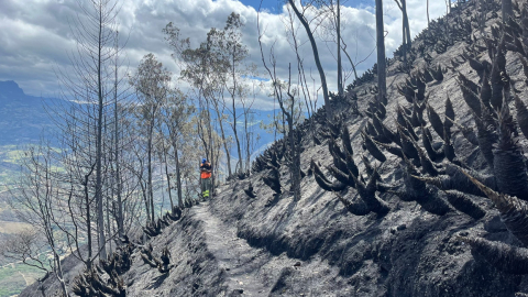 Más de 200 hectáreas de bosque de eucalipto y otras especies quemadas en Girón y Santa Isabel