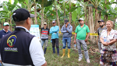 Un técnico de Agrocalidad capacita a productores de musáceas en Manabí. Foto de 2024, referencial.