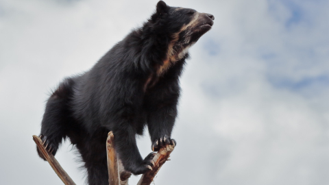 Los fantásticos hallazgos que revelan los genes del oso andino de Ecuador