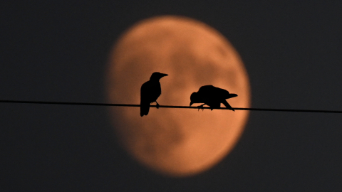 Pájaros en un cable mientras la Luna llena está atrás de ellos, 19 de julio de 2024.