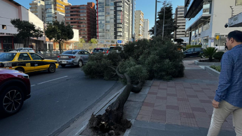 Un árbol caído en la Avenida 6 de Diciembre y pasaje Gaspar Cañero en el norte de Quito, el 23 de julio de 2024.