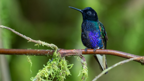 Un colibrí en el Hotel Casa de Vista Alta en el Bosque del Choco en Ecuador, 26 de julio de 2024.