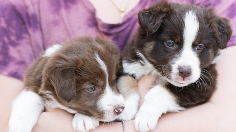 Imagen referencia de dos perros cachorros.