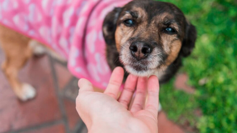 Feria de adopción se realizará en Quito por el Día del Perro Callejero