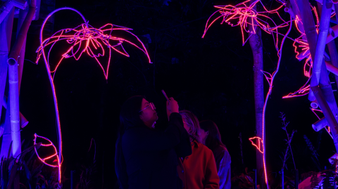 Bosque de Luz, Jardín Botánico de Quito