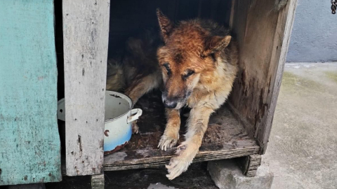 El dueño de un perro con paraplejia fue multado por maltrato animal el 2 de agosto de 2024, en Quito.