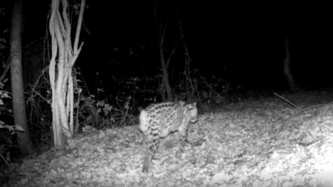 La enigmática situación de ocelotes, yaguarundis, coatíes y otras especies de Cerro Blanco