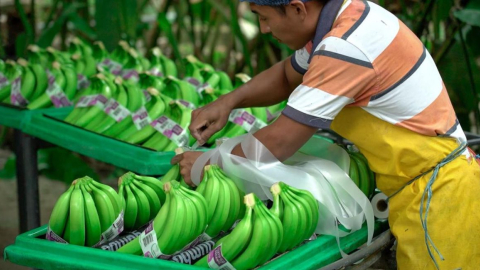 Imagen referencial. Un productor en una finca de banano de Ecuador.