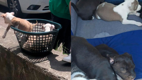 Rescatan a seis cachorros pitbull que se vendían en parque de Quito