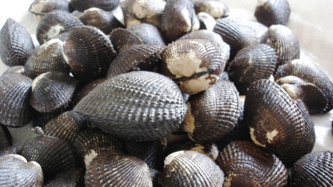 Conchas que se venden en Ecuador.