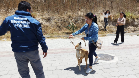 Un perro en estado de desnutrición fue rescatado en Quito este 27 de agosto de 2024.