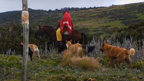 Manada de perros ferales caminando junto a un hombre a caballo en el páramo andino.