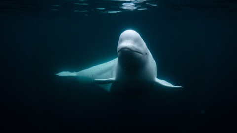 Fotografía de la ballena blanca Hvaldimir publicada en noviembre de 2023 por la organización OneWhale.