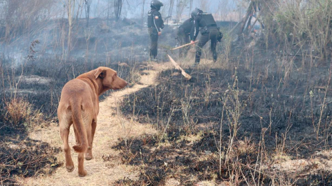 Con miedo y en la ceniza: Así fue el emotivo rescate de perros durante los incendios forestales en Quito