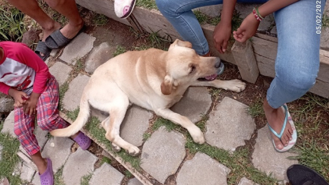 Multa  a dueño de perro que atacó a un niño en Tumbaco