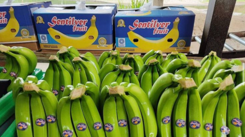 Bananas de Sentilver, una de las empresas relacionadas con la mafia albanesa en el caso Pampa.