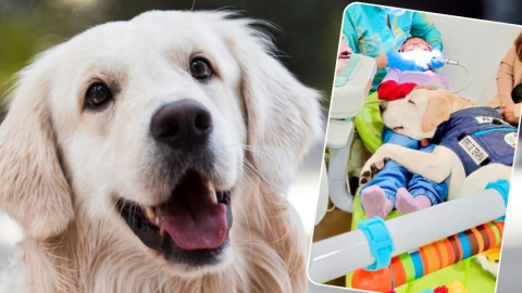 Imagen referencial de un perrito de raza Golden Retriever (izq) y una imagen del verdadero perrito Aldo acompañando a una niña durante una cita al dentista.