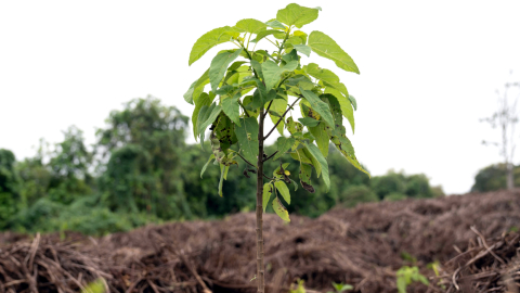 Un arbol de scalesia, en la isla Isabela, en Galápagos, 20 de septiembre de 2024.