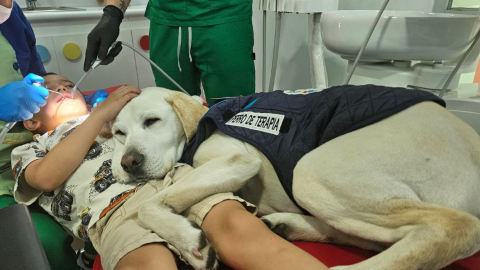 Aldo, un perro de raza labrador retriever que 'trabaja' como 'asistente dental' en el Centro de Odontología Infantil Parque Dental.