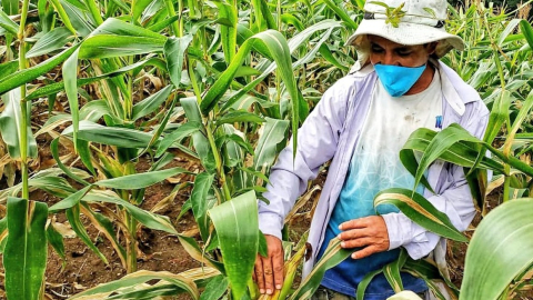 Imagen referencial de cultivo de maíz en Ecuador.