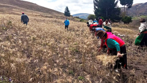 Imagen referencial de agricultores cosechando trigo. Foto de 2021.