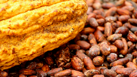 Imagen referencial de producción de Cacao en Ecuador, tomada el 3 de octubre de 2024 de la página del Ministerio de Agricultura.