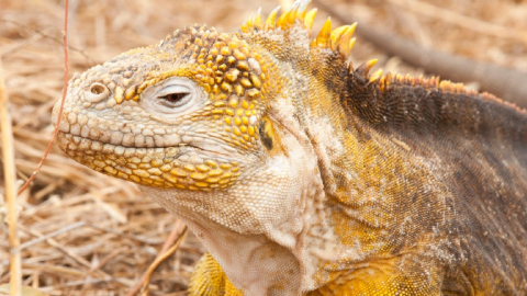 Se recupera población iguanas amarillas que estuvo al borde extinción en zona de Galápagos