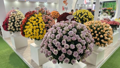 Exhibición de rosas en un stand de la feria Expo Flor Ecuador 2024, en el Centro de Convenciones Quito, en el norte de la capital, el 8 de octubre de 2024.