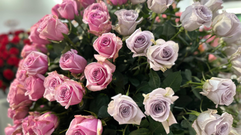 Exhibición de rosas en la feria Expo Flor Ecuador 2024, en Quito, el 8 de octubre de 2024.