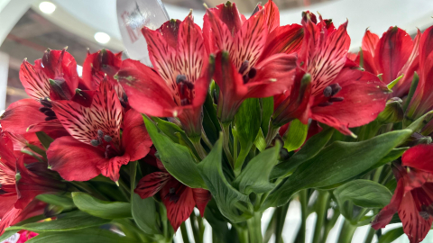 Exhibición de flores en la feria Expo Flor Ecuador 2024, en Quito, el 8 de octubre de 2024.