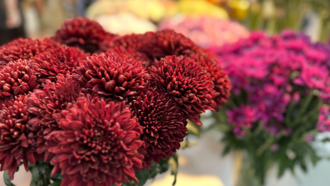 Exhibición de flores en la feria Expo Flor Ecuador 2024, en Quito, el 8 de octubre de 2024.