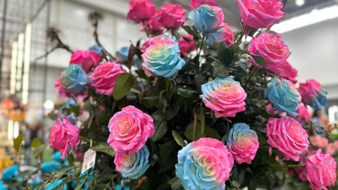 Exhibición de rosas tinturadas en la feria Expo Flor Ecuador 2024, en Quito, el 8 de octubre de 2024.