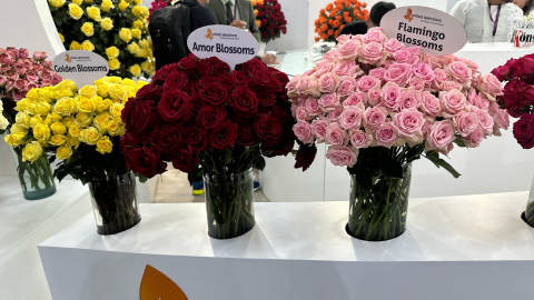 Exhibición de flores en la feria Expo Flor Ecuador 2024, en Quito, el 8 de octubre de 2024.