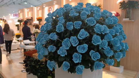 Exhibición de rosas azules en la feria Expo Flor Ecuador 2024, en Quito, el 8 de octubre de 2024.