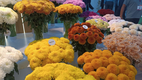 Exhibición de flores en la feria Expo Flor Ecuador 2024, en Quito, el 8 de octubre de 2024.