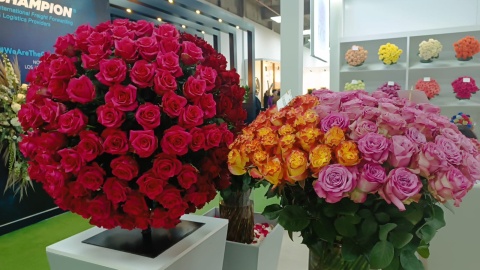 Exhibición de rosas en la feria Expo Flor Ecuador 2024, en Quito, el 8 de octubre de 2024.