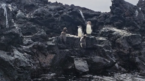 La reproducción de los pequeños pingüinos de Galápagos se reduce, según censo