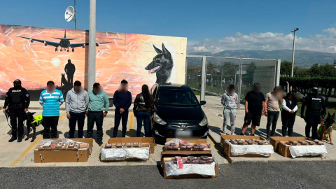 En cajas de flores se intentó enviar 384 paquetes de cocaína desde el Aeropuerto de Quito, hay nueve detenidos